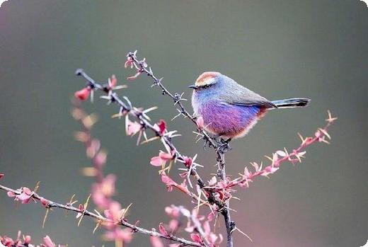 网络贷款没还被起诉了会怎么样